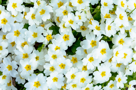 White embedded spring flower for growing in gardens and flower beds 2018の写真素材