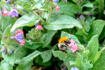 Bumblebee collects nectar from beautiful spring flowers 2018の写真素材
