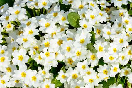 White embedded spring flower for growing in gardens and flower beds 2018の写真素材