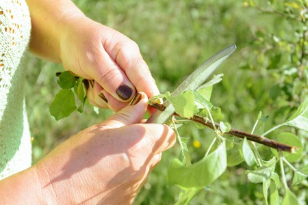Okuling and inoculation of fruit tree in the garden