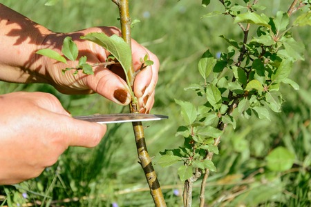 Oculization and inoculation of fruit tree in the countryside 2018の写真素材
