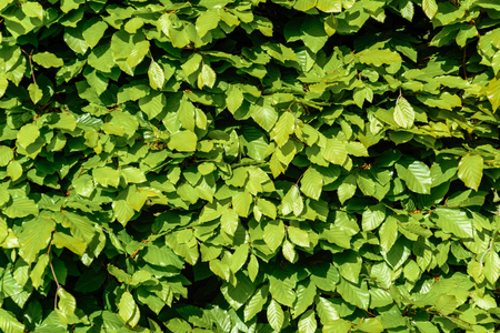 green hornbeam hedgehog in the spring close up 2018の写真素材