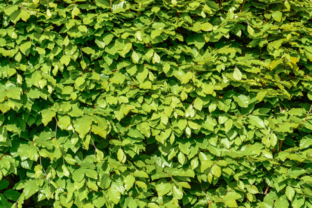green hornbeam hedgehog in the spring close upの写真素材