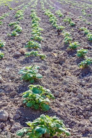 potato bushes on the garden in the villageの写真素材
