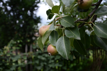 Pear tree hanging on the green garden in the summer gardenの写真素材