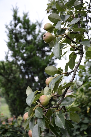 Pear tree hanging on the green garden in the summer gardenの写真素材