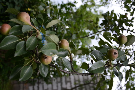 Pear tree hanging on the green garden in the summer gardenの写真素材