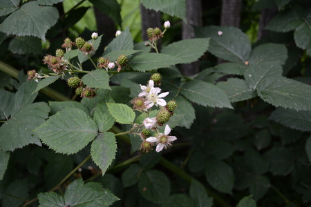 the berry is black and it has not yet reached its fruitの写真素材