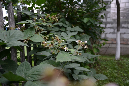 the berry is black and it has not yet reached its fruitの写真素材