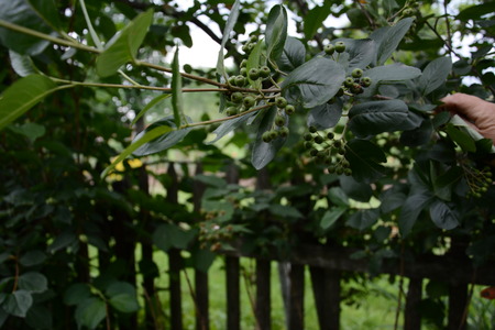 the mountain ash in the summer garden is waiting for its ripeningの写真素材
