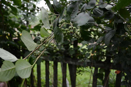 the mountain ash in the summer garden is waiting for its ripeningの写真素材
