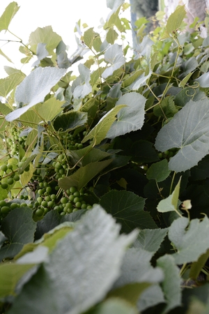 Green grapes hanging on the branches and unripe green grapesの写真素材