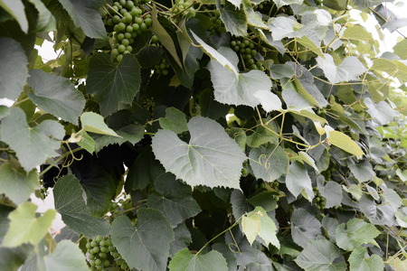 Green grapes hanging on the branches and unripe green grapesの写真素材