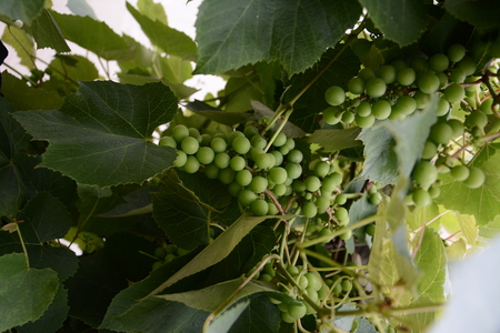 Green grapes hanging on the branches and unripe green grapesの写真素材