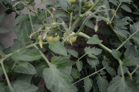 Agricultural tomato farm in a modern greenhouse with green tomatoesの写真素材