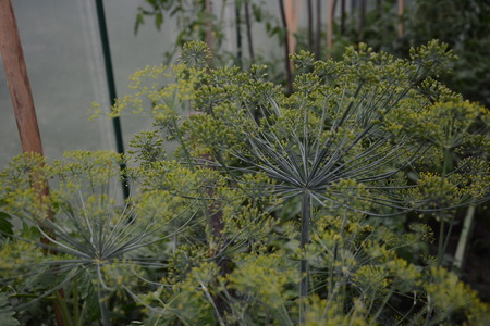 Dill is fragrant and fragrant green fragrant umbrella in the gardenの写真素材