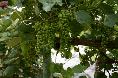 Green grapes hanging on the branches and unripe green grapesの写真素材