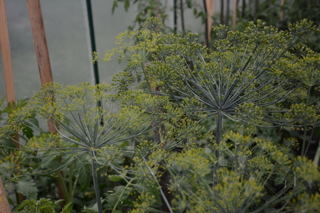 Dill is fragrant and fragrant green fragrant umbrella in the gardenの写真素材