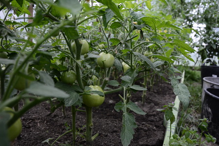 Agricultural tomato farm in a modern greenhouse with green tomatoesの写真素材