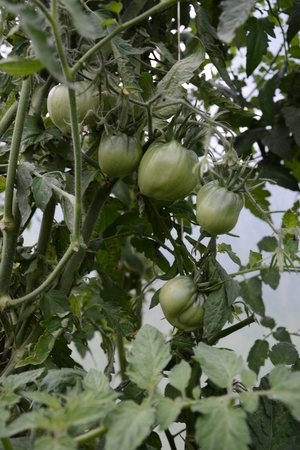 Dill is fragrant and fragrant green fragrant umbrella in the gardenの写真素材