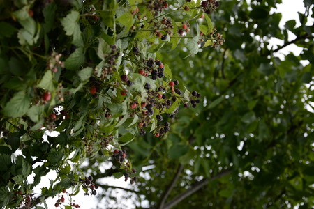 Farmer picking blackberries on a farmBlack fragrant raspberry is amazing with its fruitsの写真素材