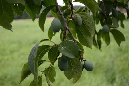 green plum in the farmers summer gardenの写真素材