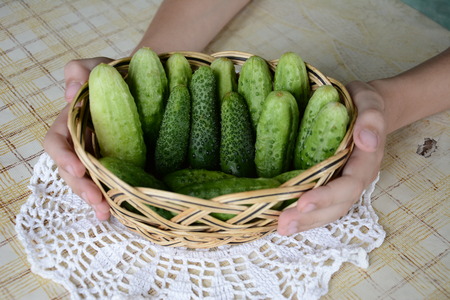 Fresh green small cucumbers in a basketの写真素材
