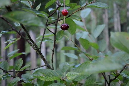 Cherries hanging on a cherry tree branchの写真素材