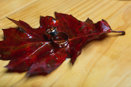 Wedding rings on red leaves with white wood background 2019の写真素材