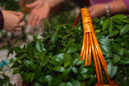 Green leaves are periwinkle in a basket on the table 2019の写真素材