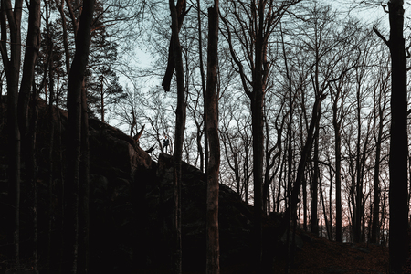 Silhouette of a champion on mountain peak. Active life concept 2019の写真素材