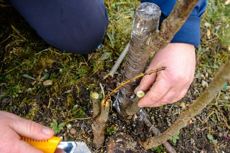 A woman makes a fruit tree in the garden and attaches a young twig 2019