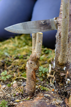 A woman cuts a young tree with a knife for the inoculation of the fruit branch 2019