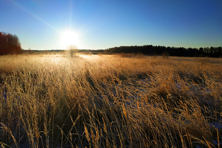 Morning sunrise above a field with high grass, which covered the frosty frost 2019の写真素材