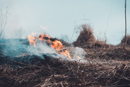 The grass is burning, the fire of which destroys everything in its path 2019の写真素材