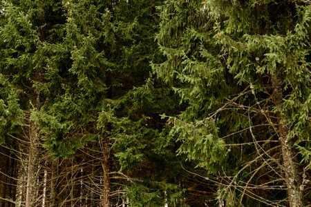 Detailed texture of conifer forest on hill close up, Background of tree tops on mountainside. 2019