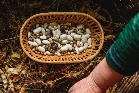 Farmer hold variety of beans in hand after harvesting. 2019の写真素材