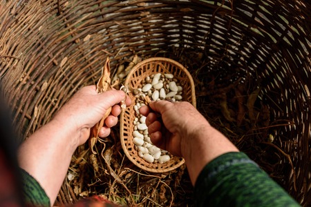 Stages of the white bean crop: dry unopened crop with ready dry beans of the same plant. 2019