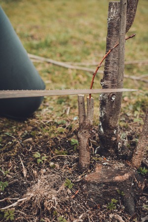 A female gardener cuts a hand in the garden in the garden young, non-fertile tree for the inoculation of fertile fruit tree 2019の写真素材