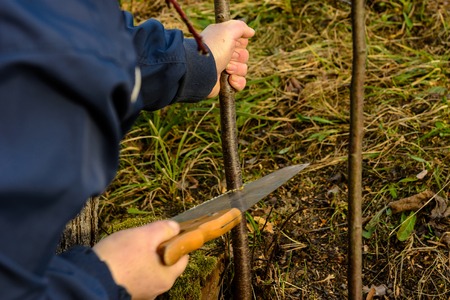 A female gardener cuts a hand in the garden in the garden young, non-fertile tree for the...