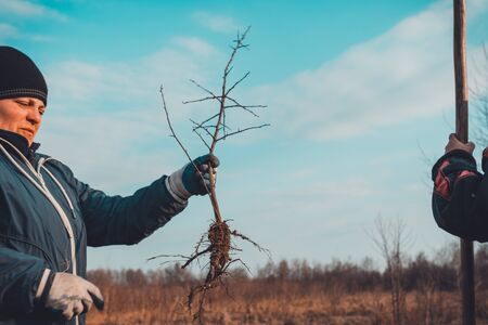 A woman in her hands against the sky holds a young tree dug up with roots.の写真素材