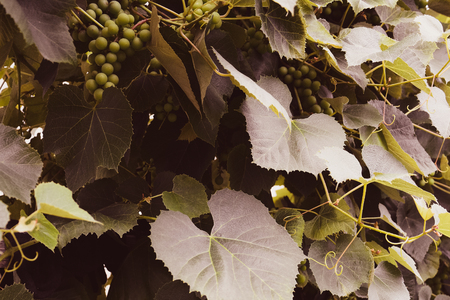 Green grapes hanging on the branches and unripe green grapes 2018の写真素材