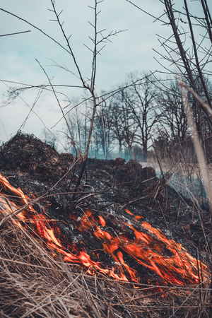 The grass is burning, the fire of which destroys everything in its path 2019の写真素材