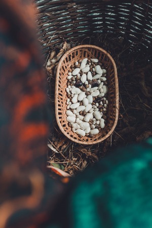 Stages of the white bean crop: dry unopened crop with ready dry beans of the same plant. 2019の写真素材