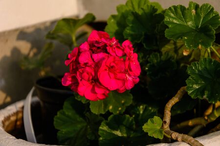 Red geranium garden and house flowers, closeup shot of geranium flowers. 2019の写真素材