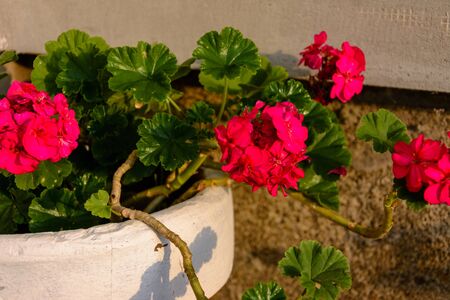 Red geranium garden and house flowers, closeup shot of geranium flowers.の写真素材