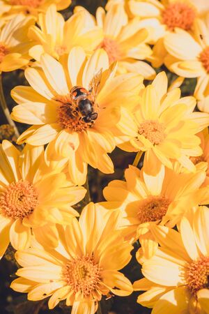 Summer and autumn blooming orange gerbera flowers background, bee on flower collects pollen.の写真素材