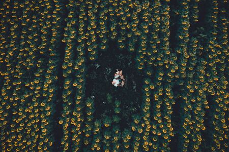 Field with blooming sunflowers aerial view, agrarian in rural areas. 2019の写真素材
