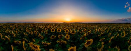 Sunflower field on fertile black earths of Ukraine, on the horizon a beautiful sunset, panorama. 2019の写真素材