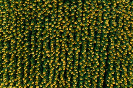 Field with blooming sunflowers aerial view, agrarian in rural areas. 2019の写真素材